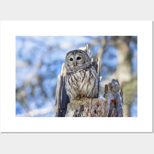 Barred Owl in Winter Posters and Art